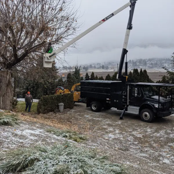 Bucket truck being used to remove dead maple tree