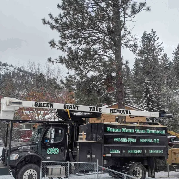 Green Giant Tree Removal bucket truck under large tree