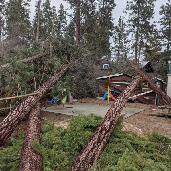 large pine trees on ground by house after storm